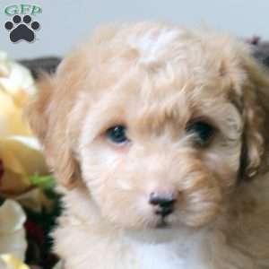 Lewis, Havapoo Puppy