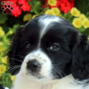 Lewis, Cocker Spaniel Mix Puppy