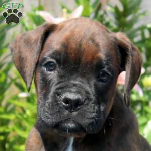 Lewis, Boxer Puppy