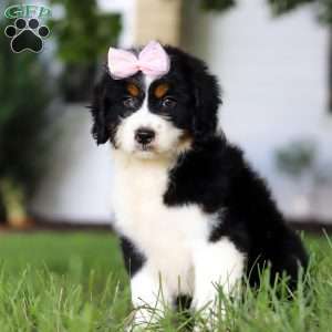 Lexi, Mini Bernedoodle Puppy