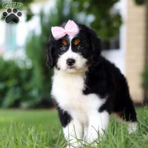 Lexi, Mini Bernedoodle Puppy