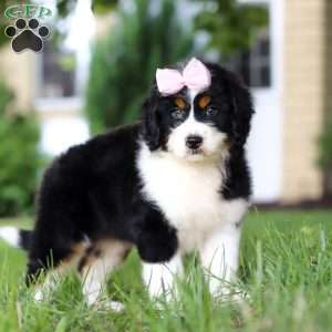 Lexi, Mini Bernedoodle Puppy