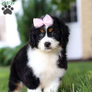 Lexi, Mini Bernedoodle Puppy