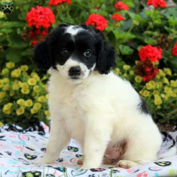 Lexi, Cocker Spaniel Mix Puppy