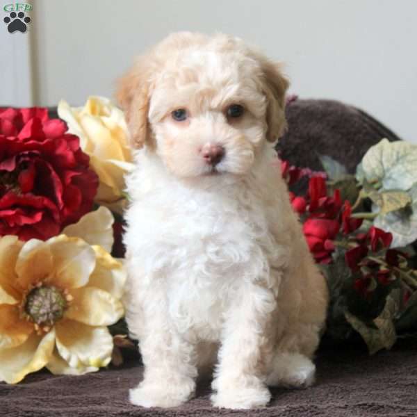 Lexi, Havapoo Puppy