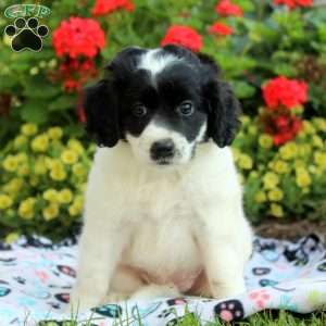 Lexi, Cocker Spaniel Mix Puppy