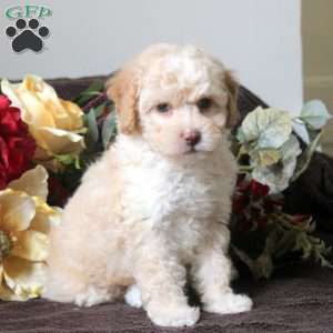 Lexi, Havapoo Puppy