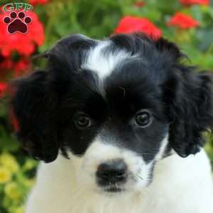 Lexi, Cocker Spaniel Mix Puppy