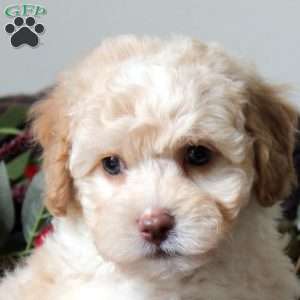 Lexi, Havapoo Puppy
