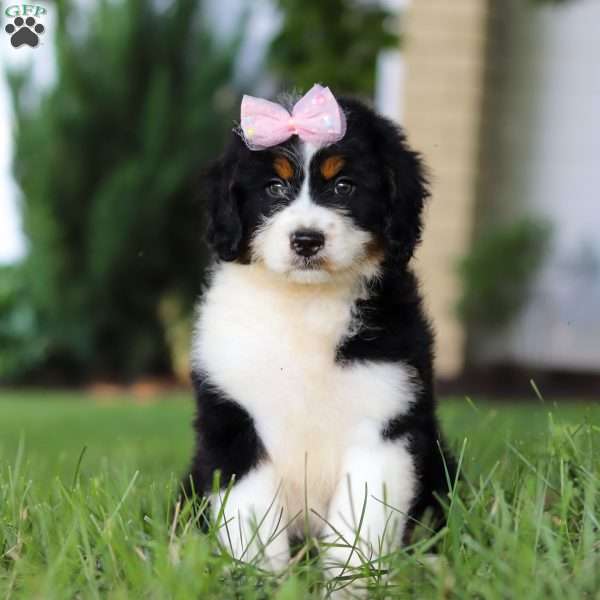 Lexi, Mini Bernedoodle Puppy