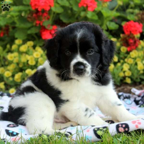 Liam, Cocker Spaniel Mix Puppy
