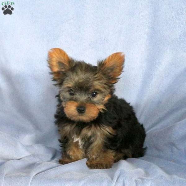 Liam, Yorkie Puppy