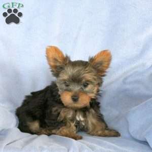 Liam, Yorkie Puppy