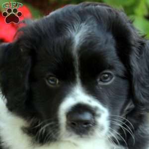 Liam, Cocker Spaniel Mix Puppy