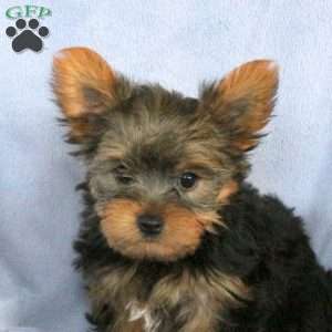 Liam, Yorkie Puppy