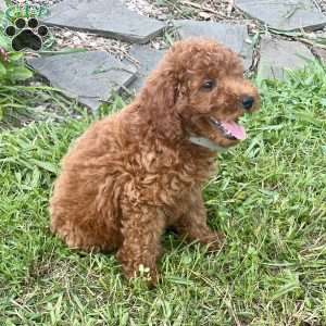 Lionel, Miniature Poodle Puppy