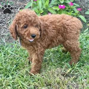 Lionel, Miniature Poodle Puppy