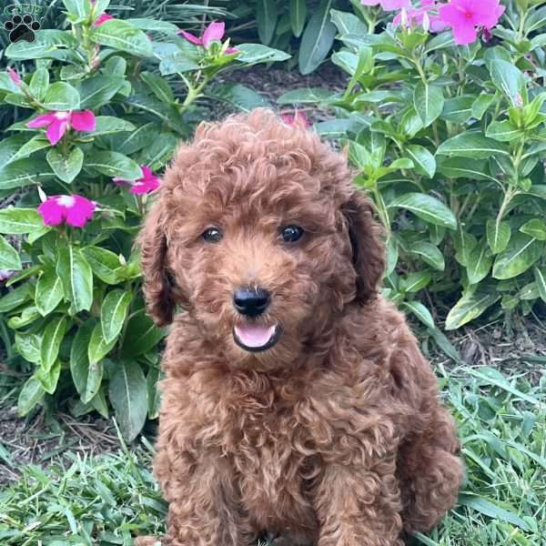 Lionel, Miniature Poodle Puppy