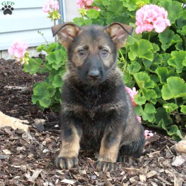 Libby, German Shepherd Puppy