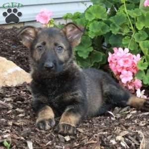 Libby, German Shepherd Puppy