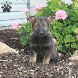 Libby, German Shepherd Puppy