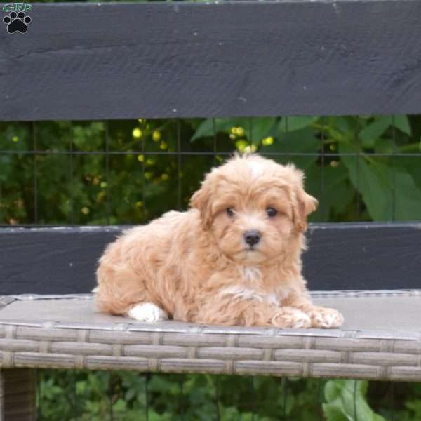 Liberty, Maltipoo Puppy