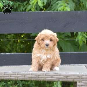 Liberty, Maltipoo Puppy
