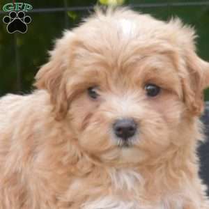 Liberty, Maltipoo Puppy
