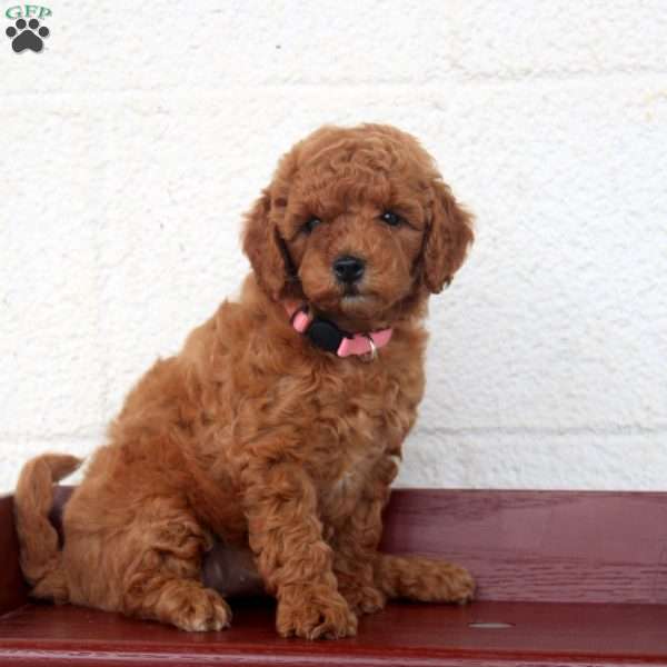 Lila, Miniature Poodle Puppy