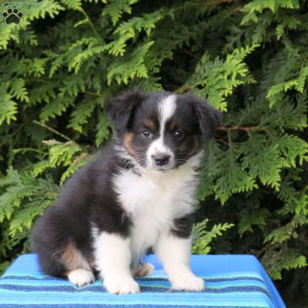 Lila, Miniature Australian Shepherd Puppy