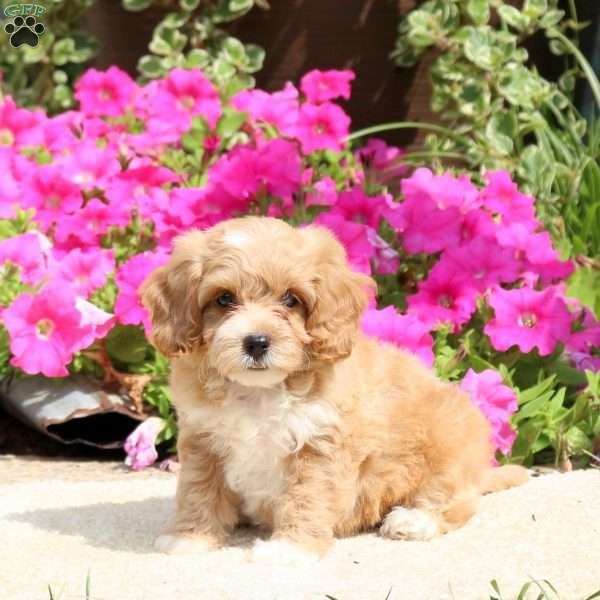 Lila, Havapoo Puppy