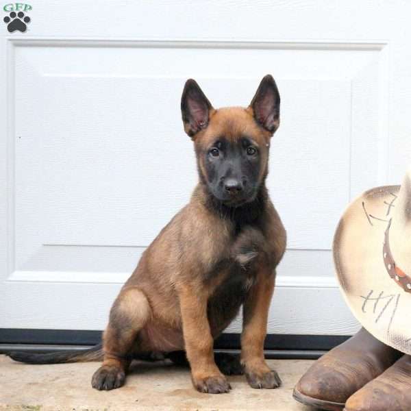 Lila, Belgian Malinois Puppy