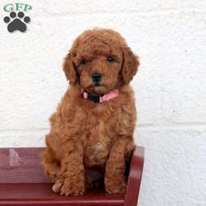 Lila, Miniature Poodle Puppy