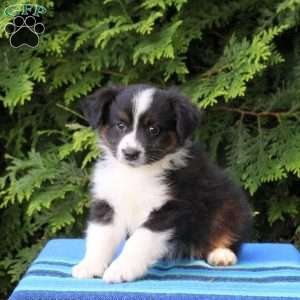 Lila, Miniature Australian Shepherd Puppy