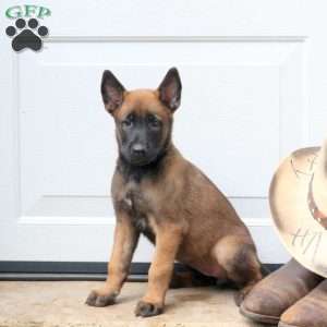 Lila, Belgian Malinois Puppy
