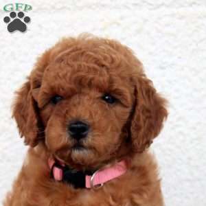 Lila, Miniature Poodle Puppy