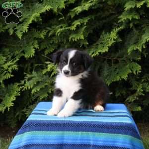 Lila, Miniature Australian Shepherd Puppy