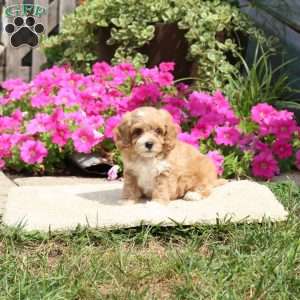 Lila, Havapoo Puppy