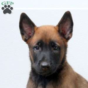 Lila, Belgian Malinois Puppy