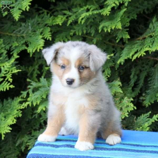 Laddy, Miniature Australian Shepherd Puppy