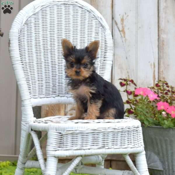 Lilac, Yorkie Puppy