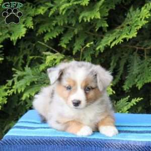 Laddy, Miniature Australian Shepherd Puppy