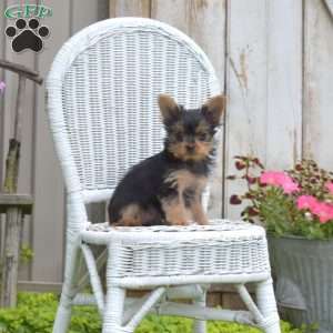 Lilac, Yorkie Puppy