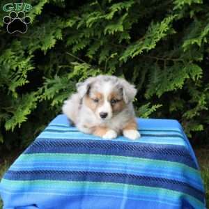 Laddy, Miniature Australian Shepherd Puppy