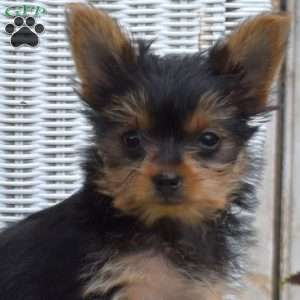 Lilac, Yorkie Puppy