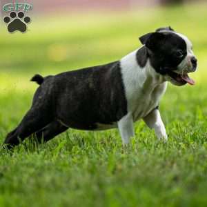 Lilac, Boston Terrier Puppy