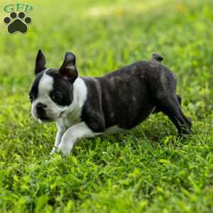 Lilac, Boston Terrier Puppy