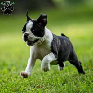 Lilac, Boston Terrier Puppy