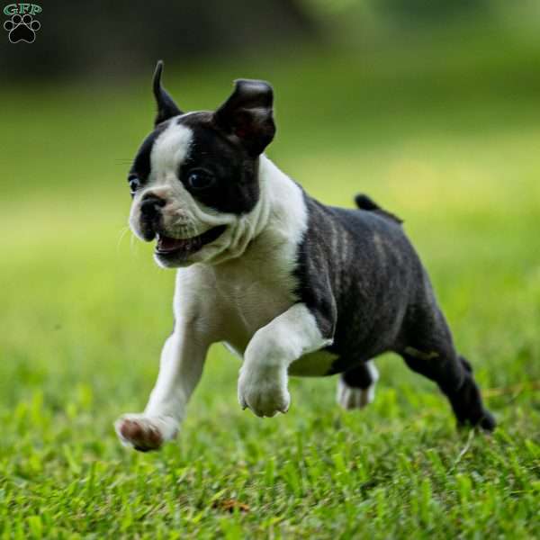 Lilac, Boston Terrier Puppy