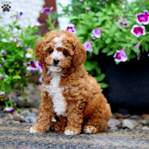 Lilac, Cavapoo Puppy